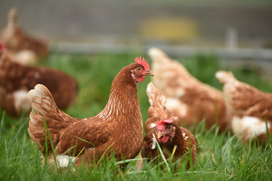Chickens, Turkeys, and Eggs in Creston