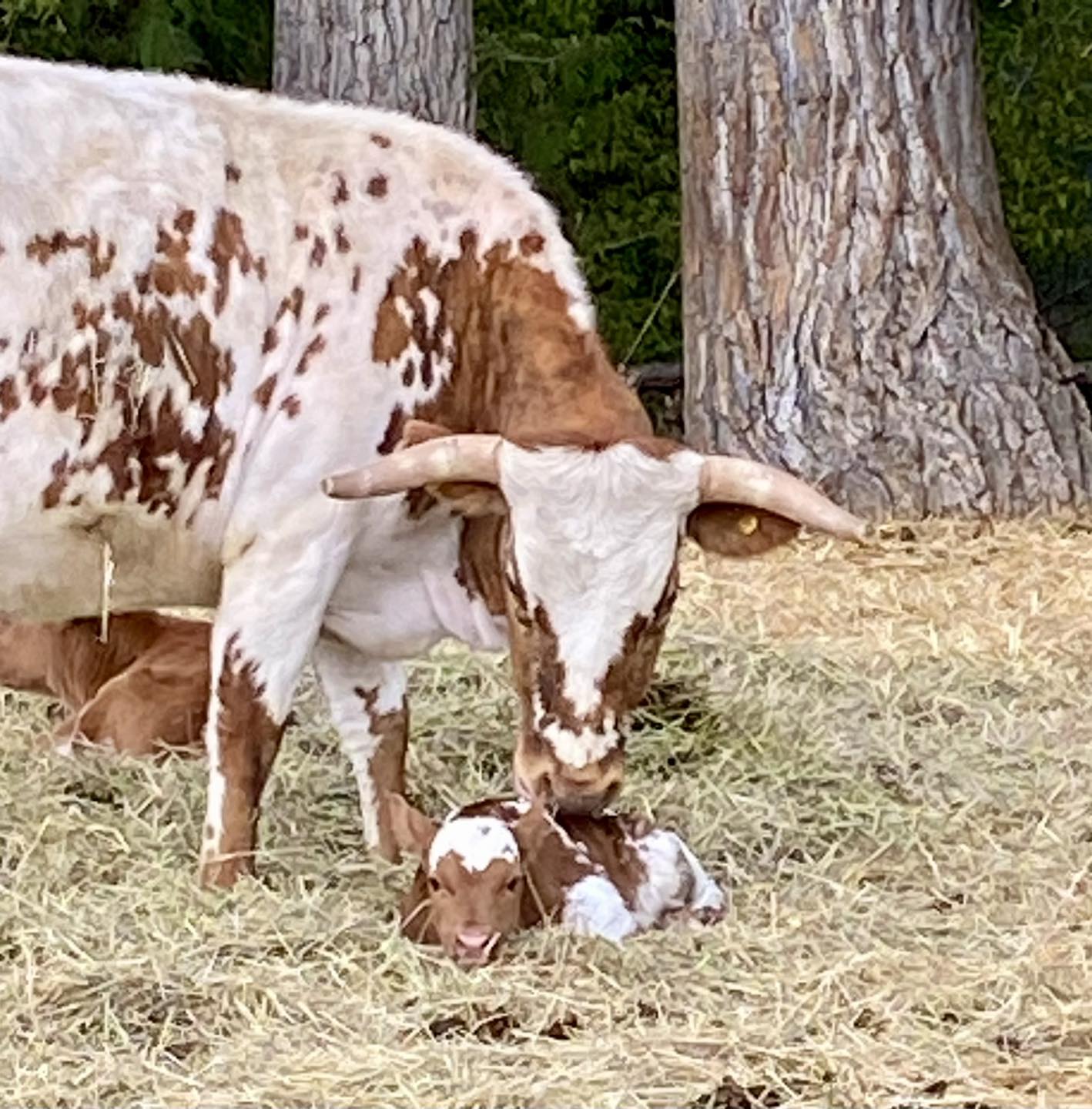 Crooked Horn Ranch: Sustainable Farming and Premium Meats in Creston, BC