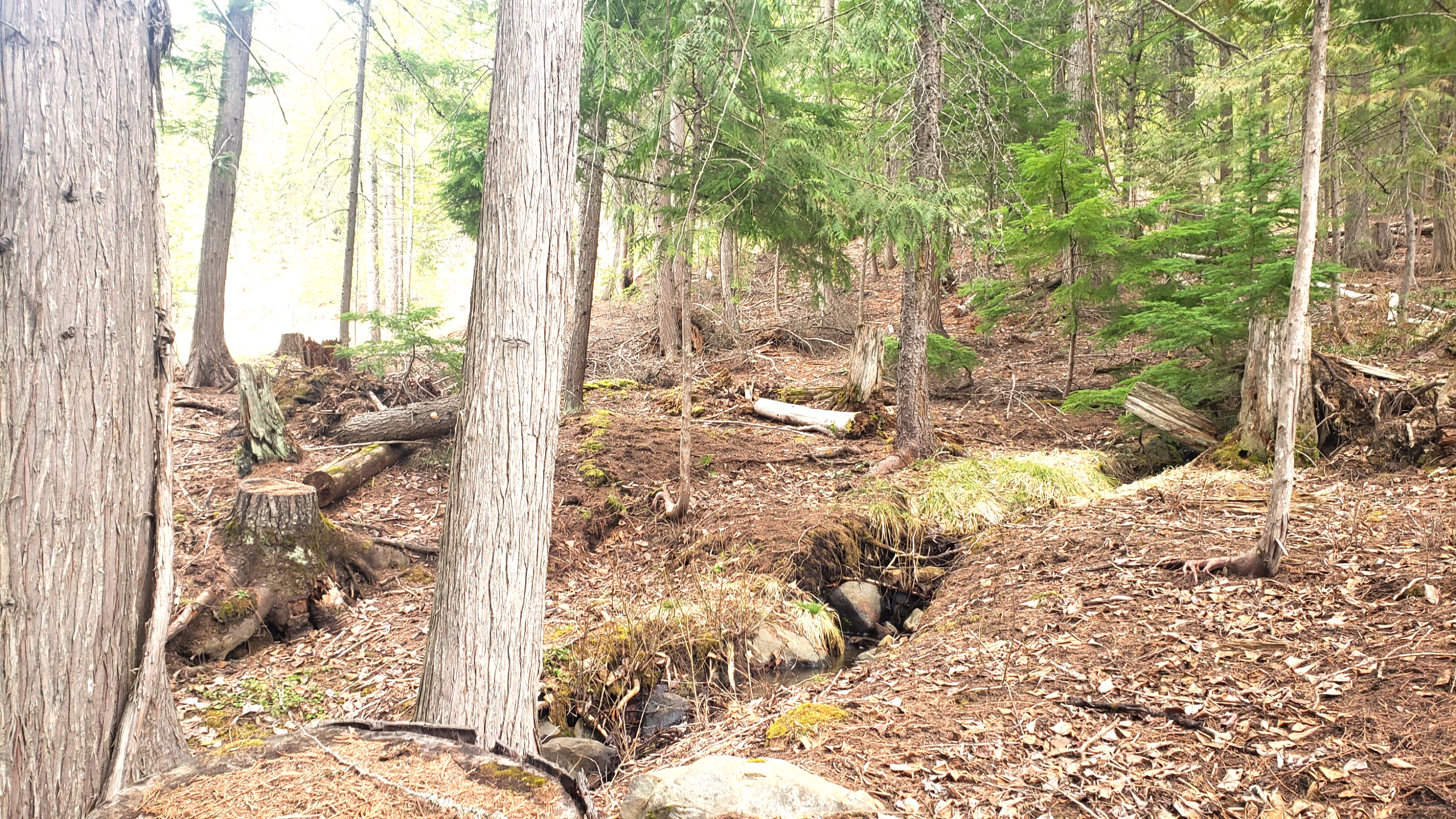 forest of cedar