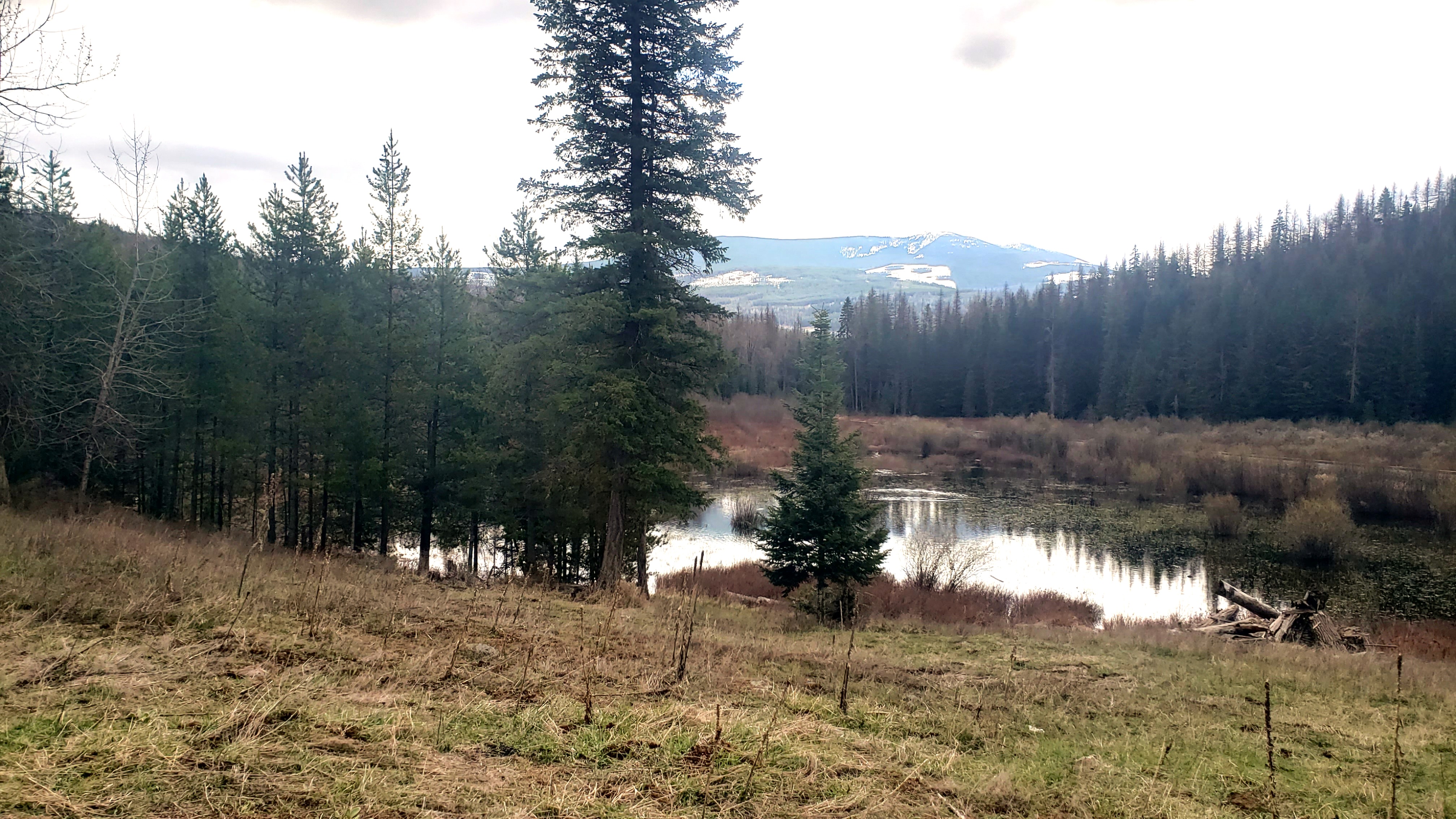 pond