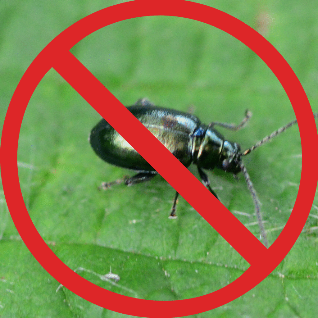 Creston’s Most Wanted: The Flea Beetle Creston’s Most Wanted: The Flea Beetle