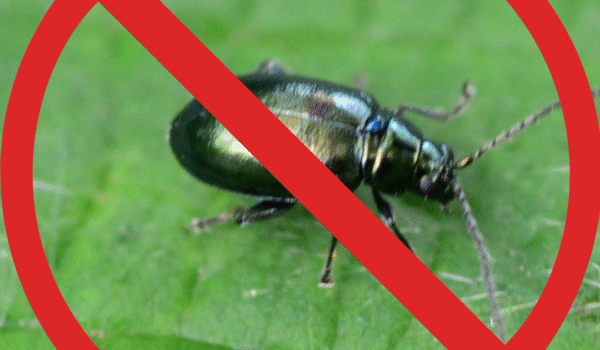 Creston’s Most Wanted: The Flea Beetle