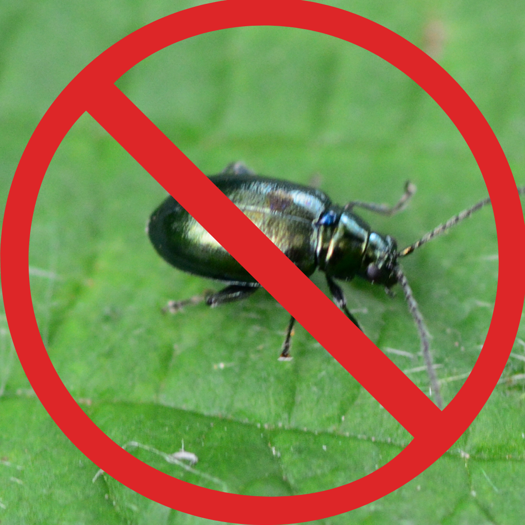 Creston’s Most Wanted: The Flea Beetle