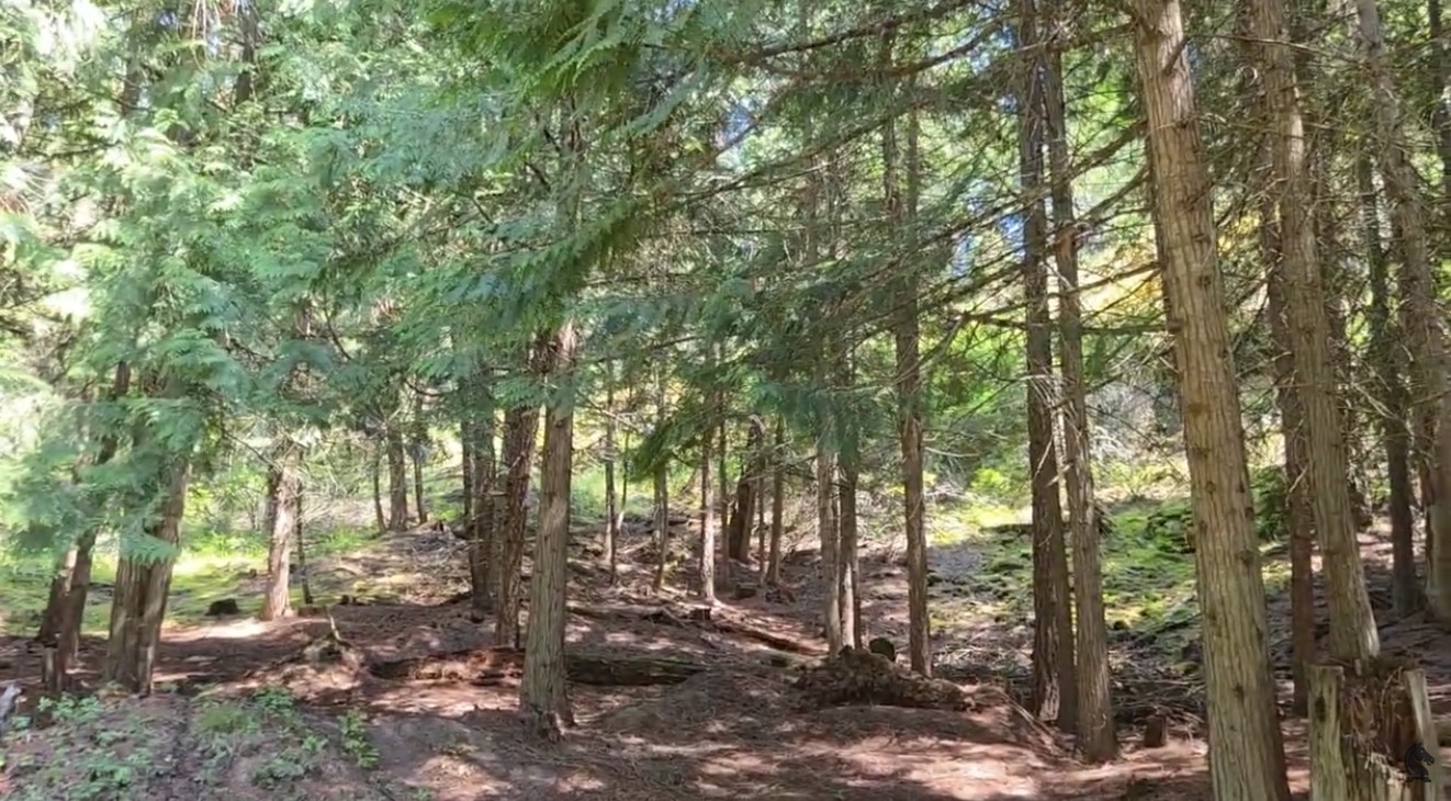 cedar forest